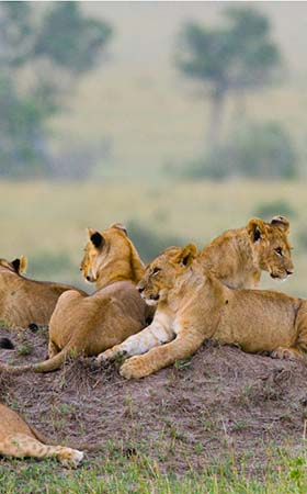 Bandipur National Park