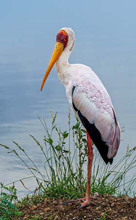 Bharatpur Bird Sanctuary