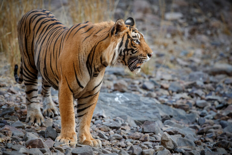 amazing-bengal-tiger-nature-1-1