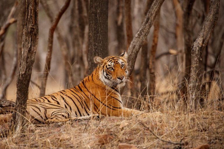 amazing-bengal-tiger-nature-1