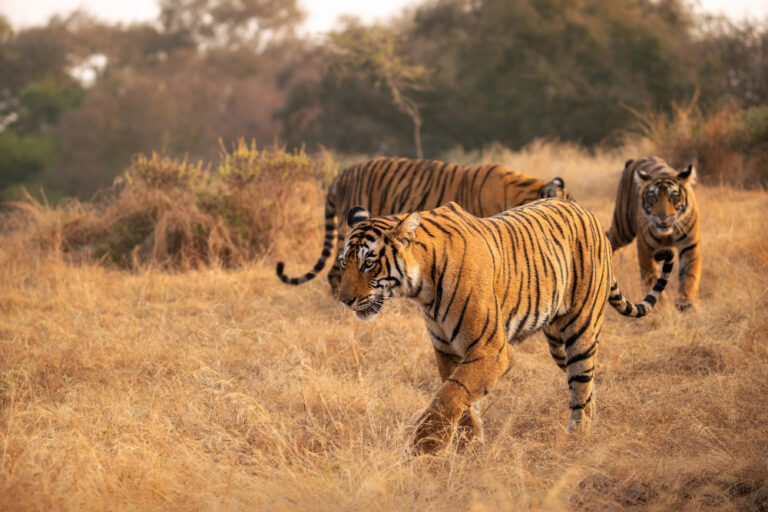 amazing-bengal-tigers-natur