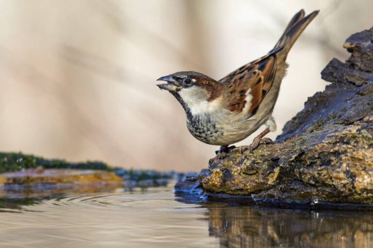 beautiful-shot-sparrow-bird-rock-forest