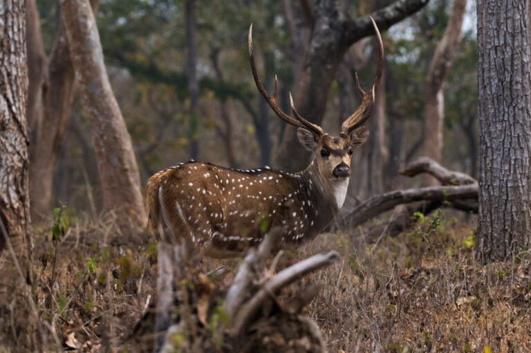 closeup-chital-mudumalai-national-park-india