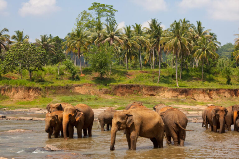 elephants-sri-lanka