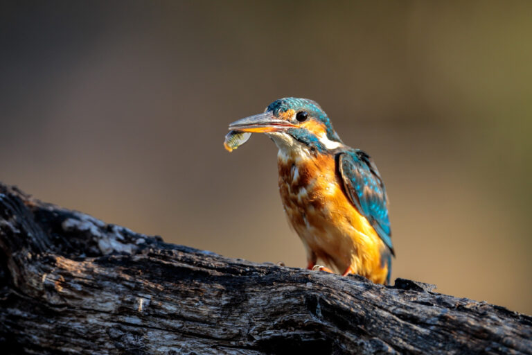 female-common-kingfisher-alchedo-atthis-with-killifish