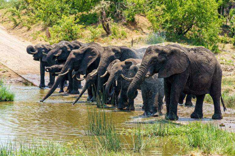 group-elephants-drinking-water-flooded-ground-during-daytime