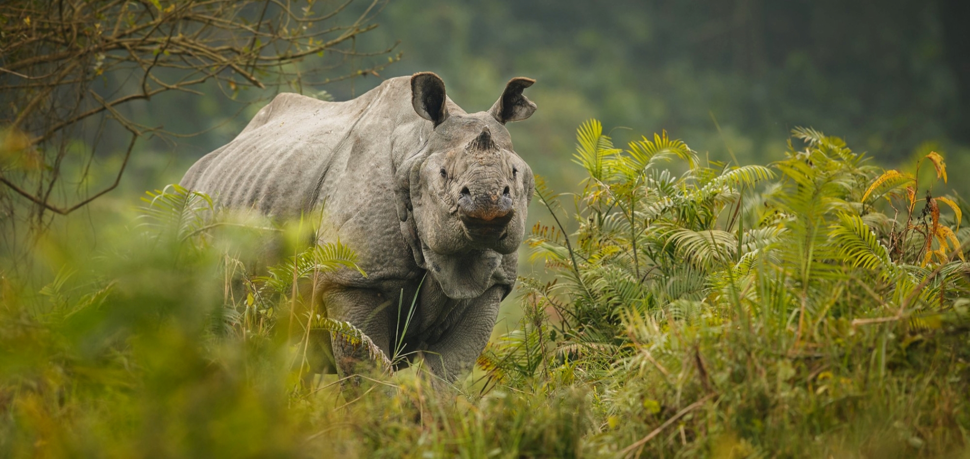 indian-rhinoceros-asia-indian-rhino-one-horned-rhinoceros-unicornis-with-green-grass