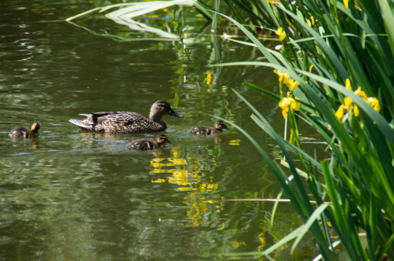 mallard-ducks-lake