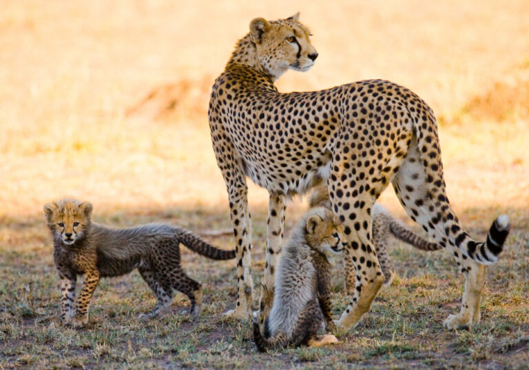 mother-cheetah-her-cubs-savannah