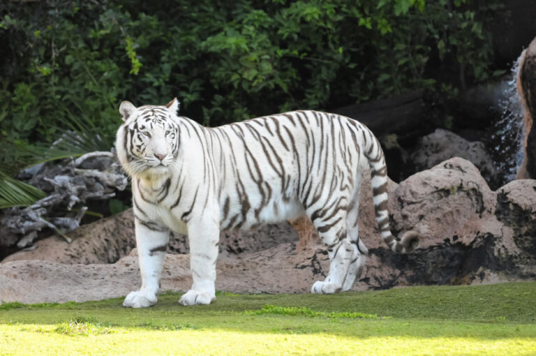 rare-black-white-striped-adult-tiger