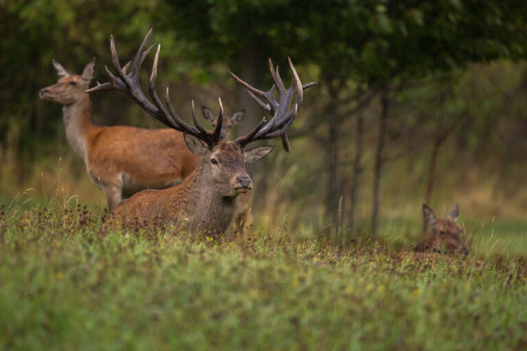 red-deer-nature-habitat-during-deer-rut