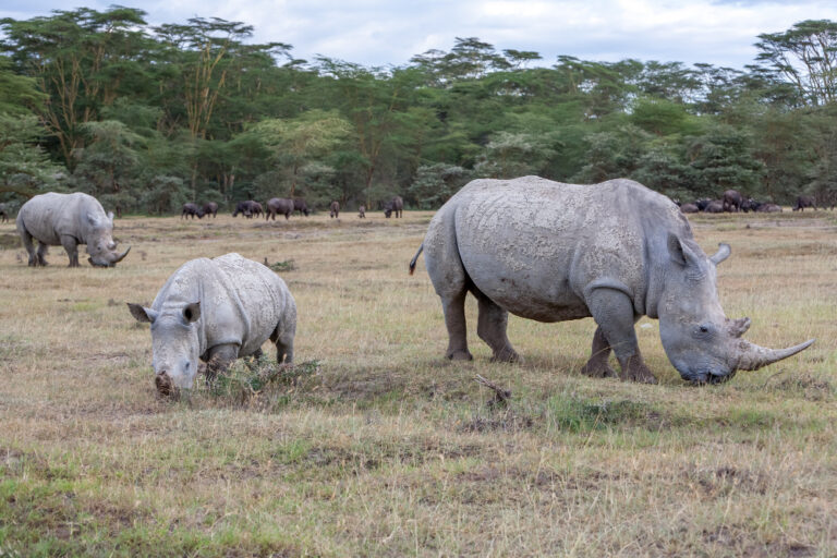 safari-rhinos-grass