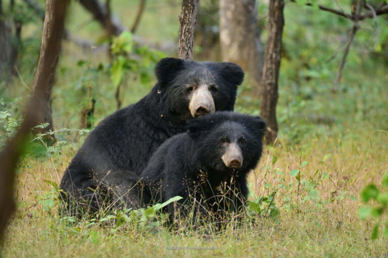 sloth_bear