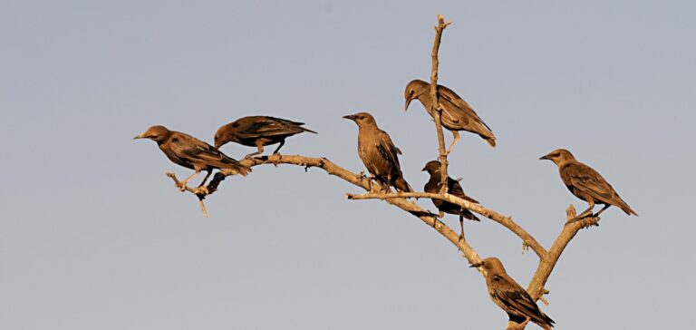 sturnus-unicolor-black-starling-is-species-passerine-bird-sturnidae-family-1