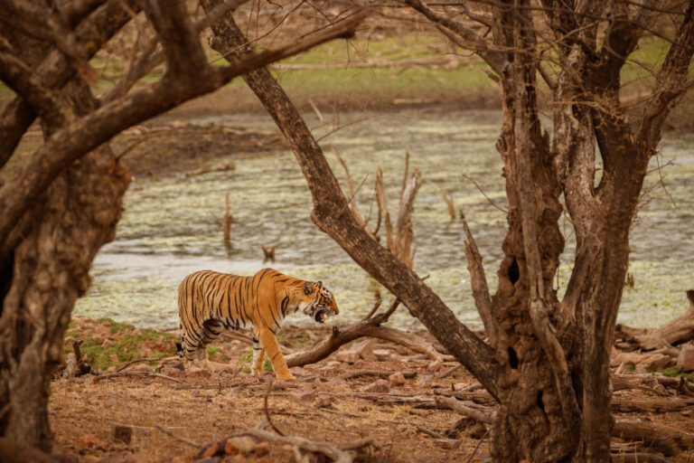 tiger-nature-habitat-tiger-male-walking-head-composition-wildlife-scene-with-danger-animal-hot-summer-rajasthan-india-dry-trees-with-beautiful-indian-tiger-panthera-tigris