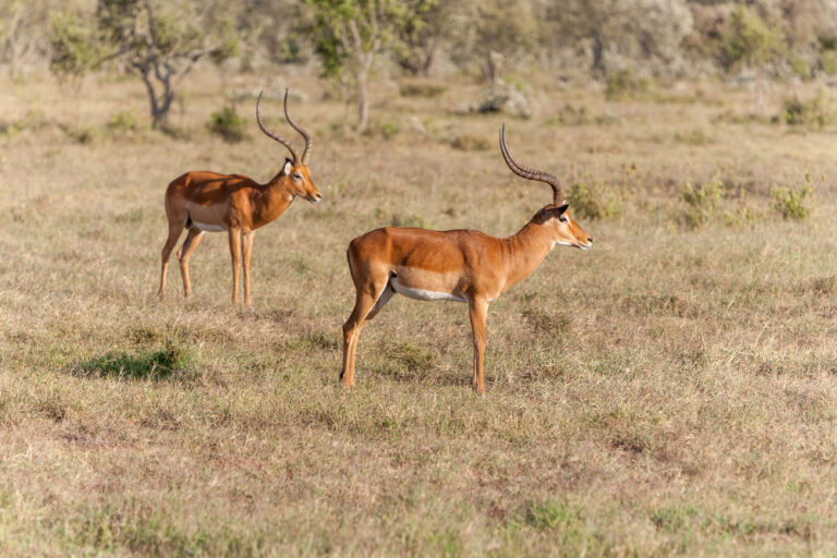 two-antelopes-savanna