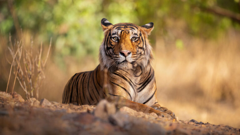 amazing-bengal-tiger-nature-1