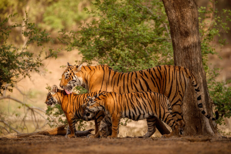 amazing-bengal-tigers-nature-1-1