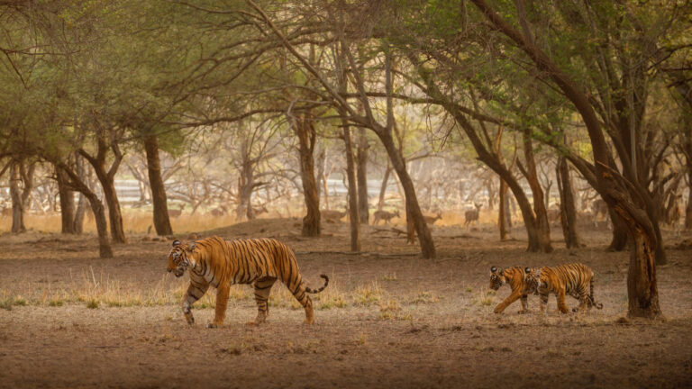 amazing-bengal-tigers-nature-1