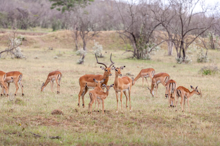 antelopes-background-green-grass