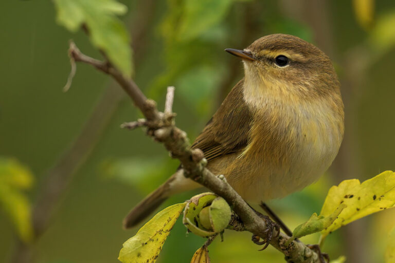 closeup-shot-cute-chiffchaff-bird-sitting-branch-tree