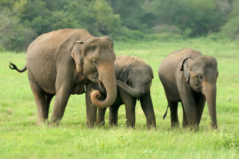 elephants