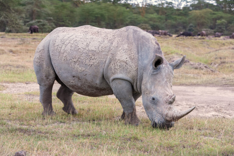 safari-rhino