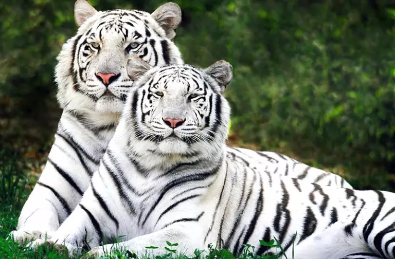 white-bengal-tigers-768x504-1