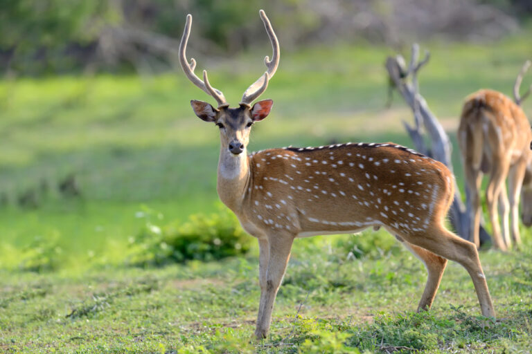 wild-spotted-deer-yala-national-park-sri-lanka