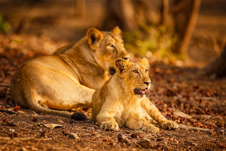 Asiatic lion ( India)