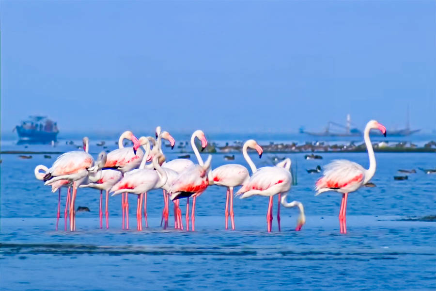 Chilika Lake , odisha 