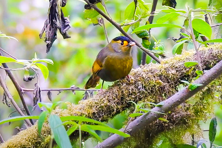 Eaglenest wildlife sanctuary ( Arunachal Pradesh)