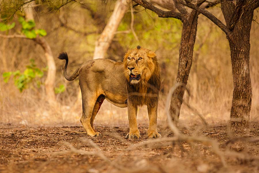 Gir forest National Park, Gujarat