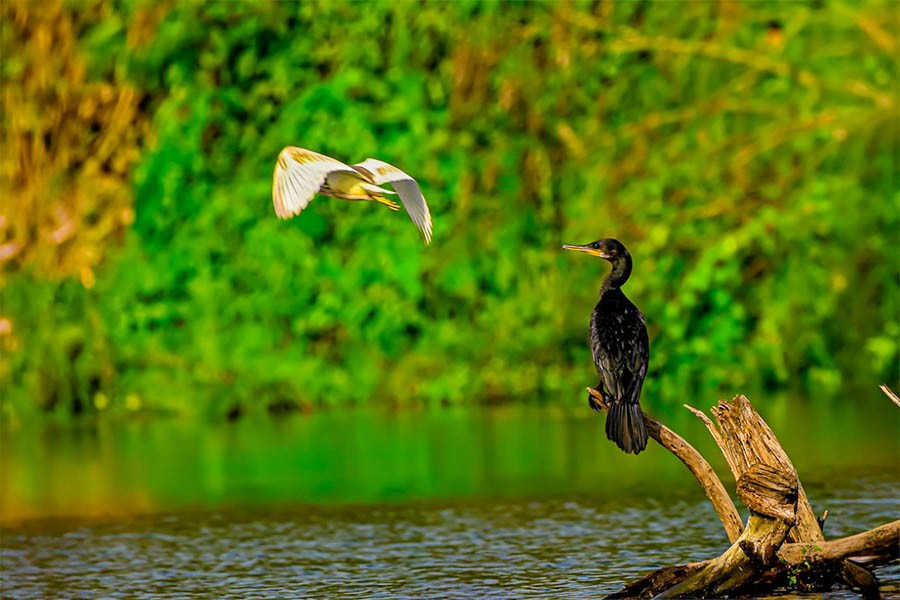 Thattekad Bird sanctuary ( kerala )