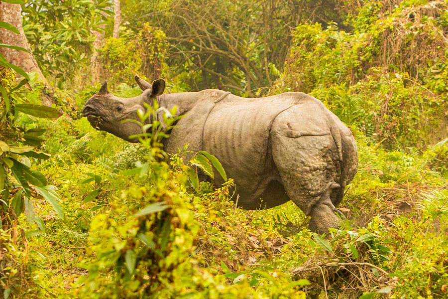 kaziranga national park