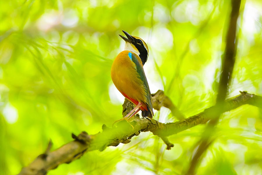 Indian pitta