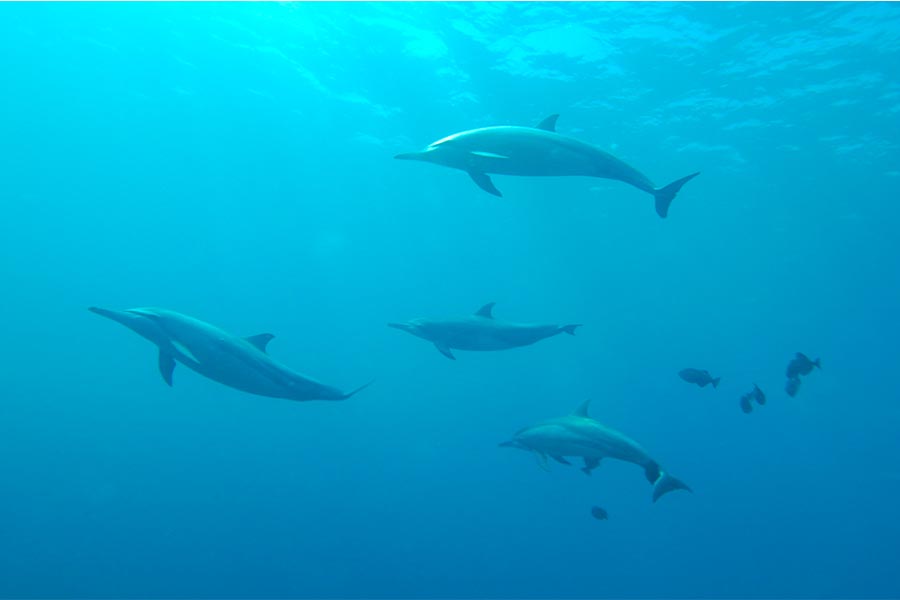 Irrawaddy Dolphins