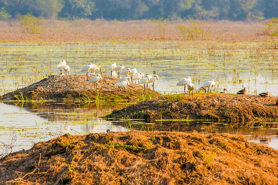 Keoladeo National Park ( bharatpur, rajasthan)