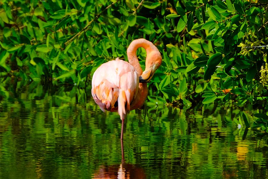 Mangrove forests ( birds )