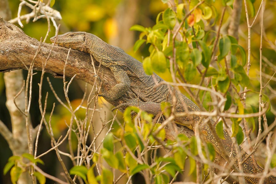 Monitor Lizards