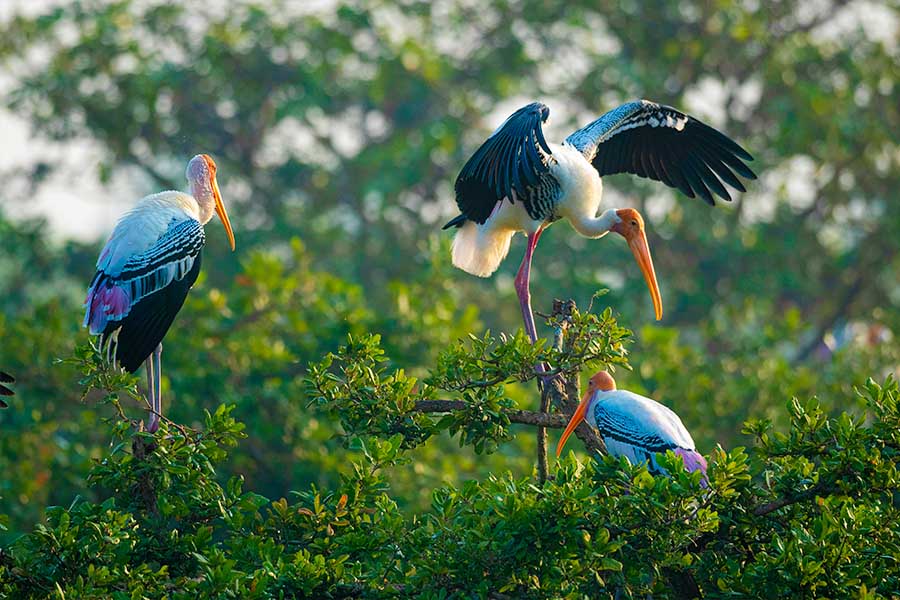 Ranganathittu bird sanctuary ( karnataka )