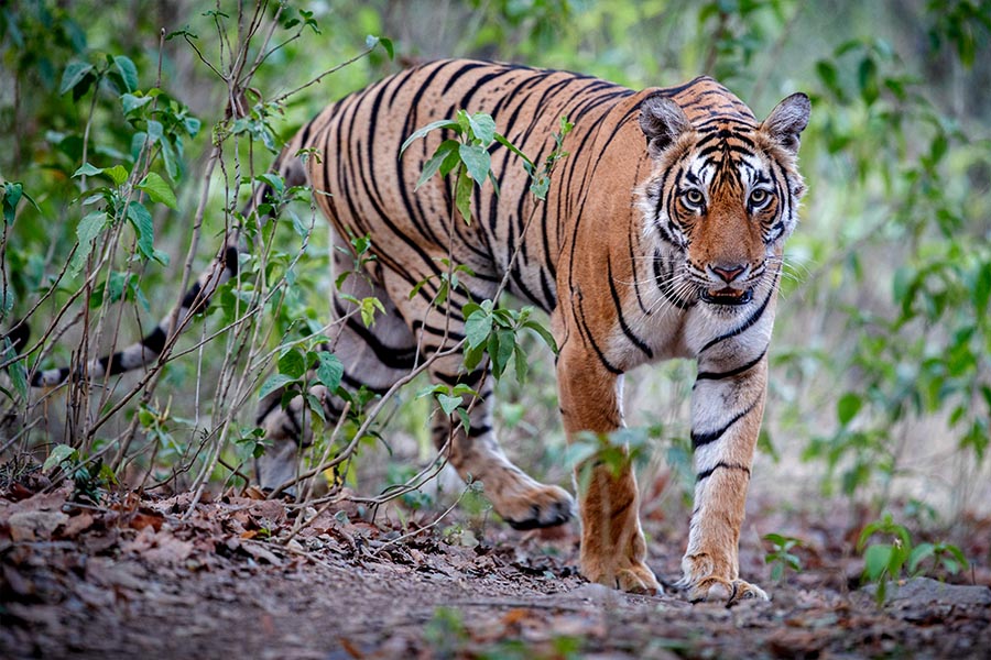 Royal bengal tiger