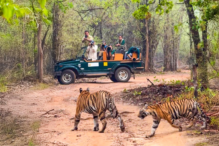 Safari Experience ( Mukundpur white tiger safari )