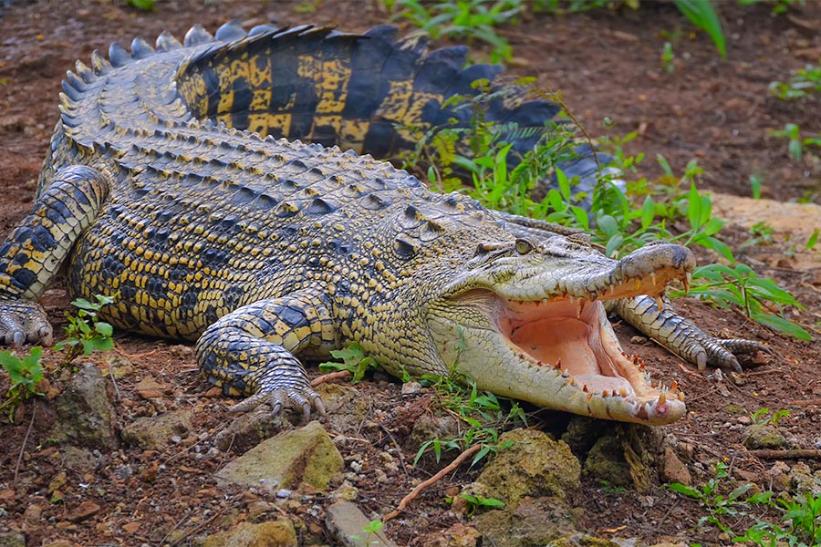 Saltwater crocodiles