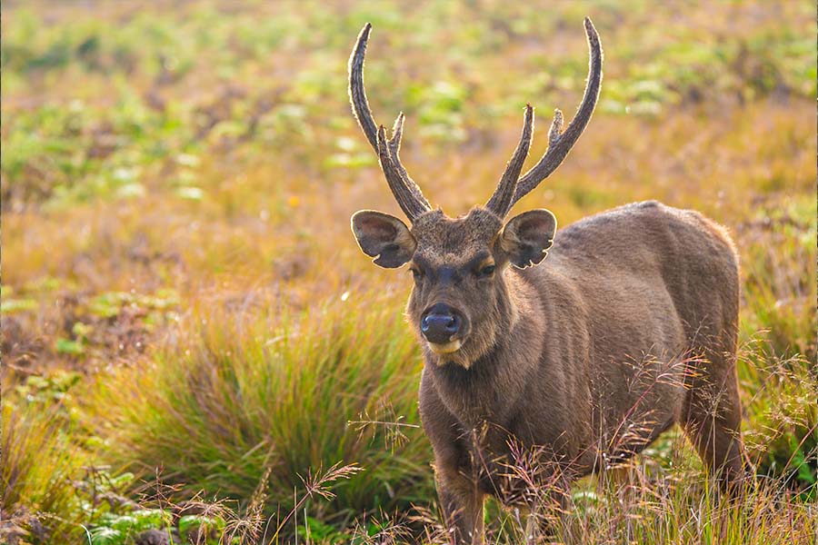 Sambar deer