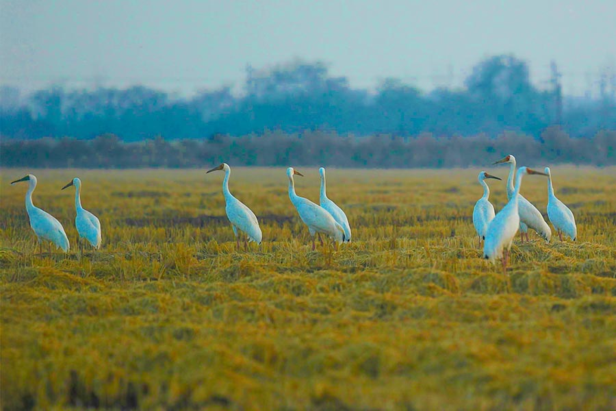 Siberian cranes