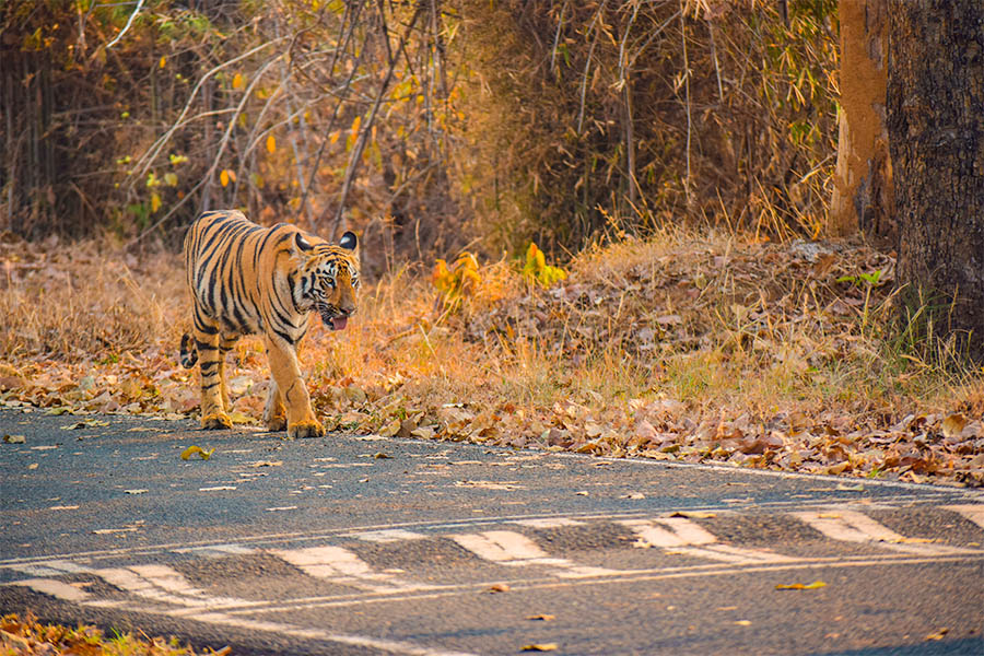 Tadoba Andhari Tiger Reserve, Maharashtra