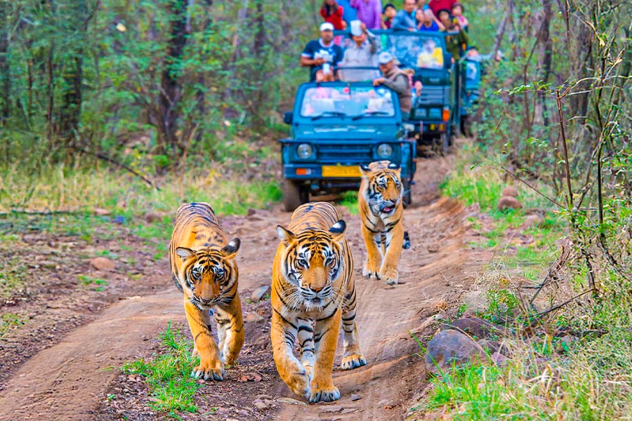 Tiger sightings ( Bandhavgarh National Park )