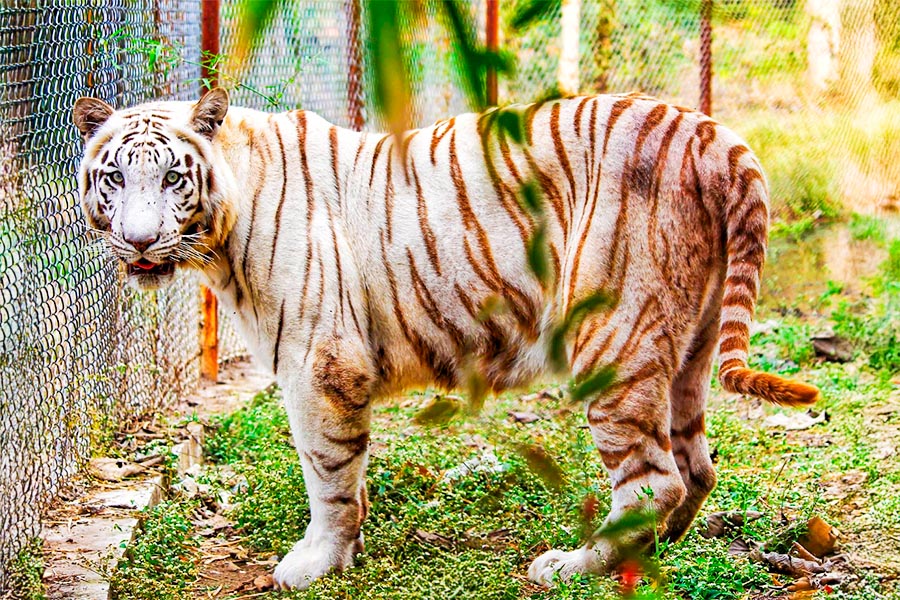 White Tiger Conservation Center ( Mukundpur )