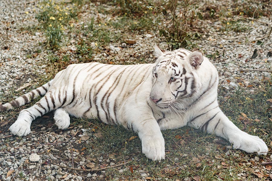 White Tigers india